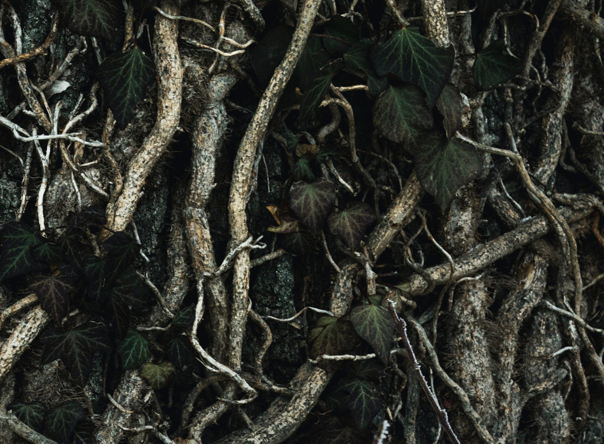 William Shakespeare’s As You Like It: A Radical Retelling by Cliff Cardinal